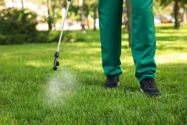 Wasp Removal Services in Los Ranchos, CA