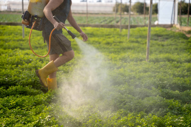 Best Affordable Pest Control Services  in Los Ranchos, CA