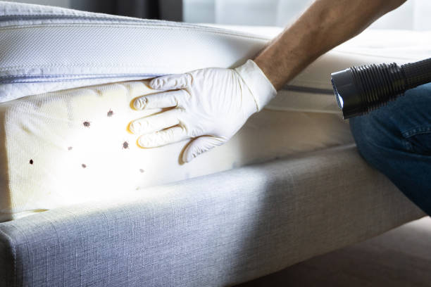Best Mosquito Control Services  in Los Ranchos, CA