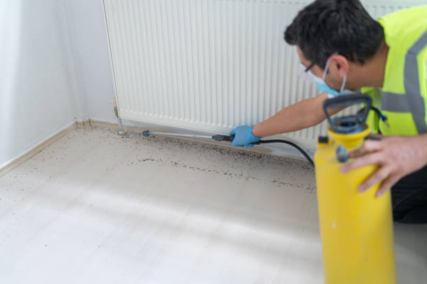 Reliable Los Ranchos, CA Pest Control Solutions